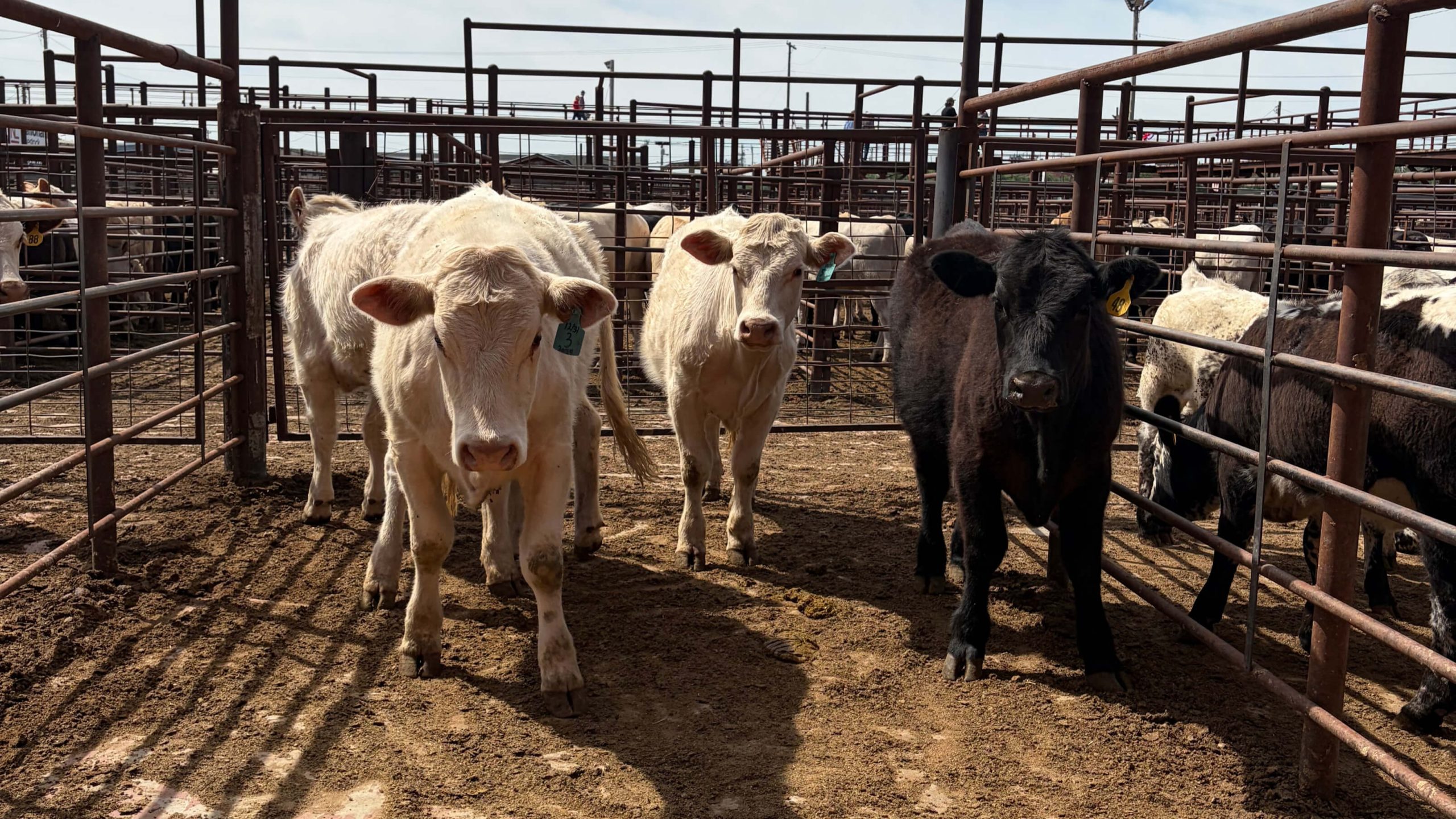 oklahoma-cattle-sale-barn-livestock-scales-calves-weighing-system