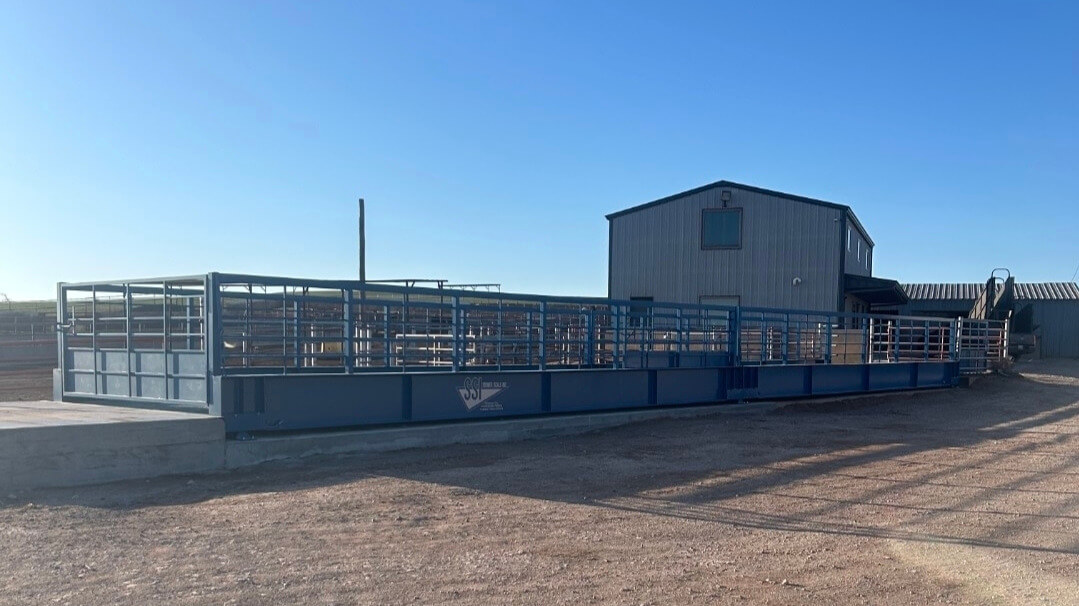 Preconditioning Calves, Weighing Preconditioned Calves, Combo Truck and Livestock Scale