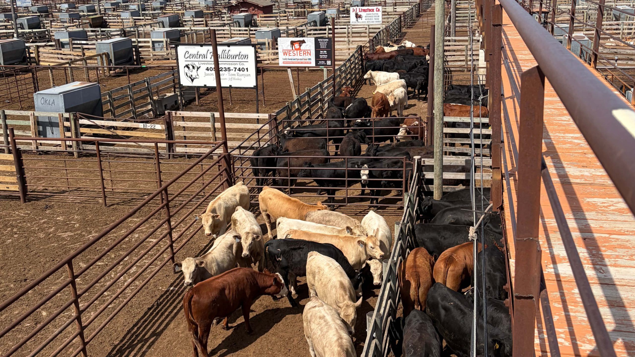 Cow Scale for Sale in Oklahoma Cow scale for sale in Oklahoma, portable cattle scale by Sooner Scale Inc.